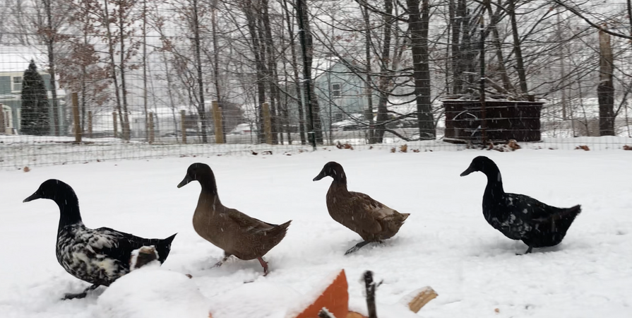 ducksinsnow.png