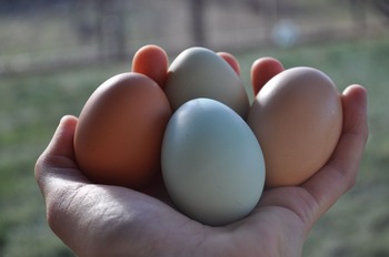 eggsinhand.jpg