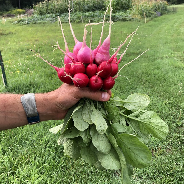 radishbunch.jpg