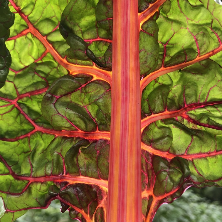 swiss chard.jpg