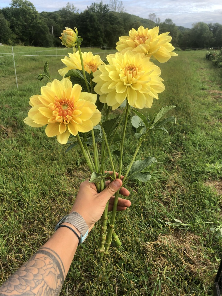 yellow dahlia.jpg